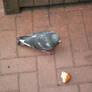 Pigeons and crusty bread