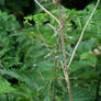 Sky blue damselfly