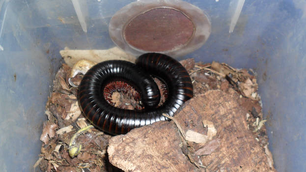 Giant African Millipede 2