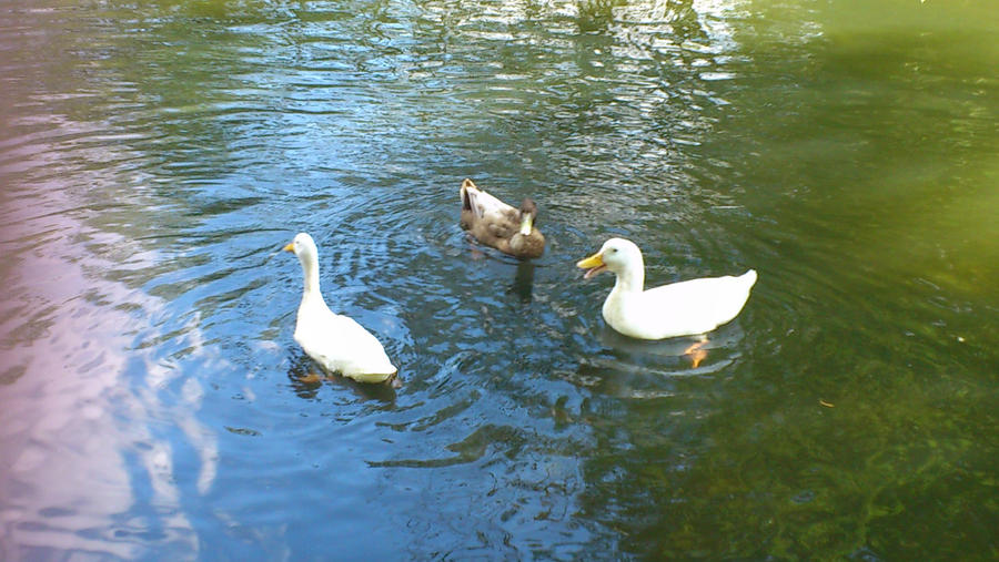 Conversing Ducks