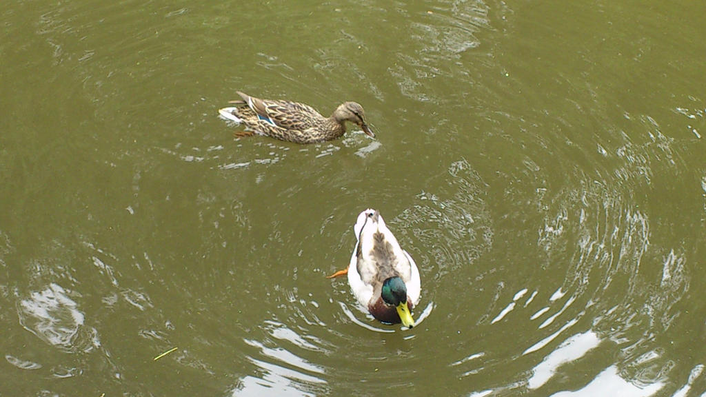 Summer Ducks