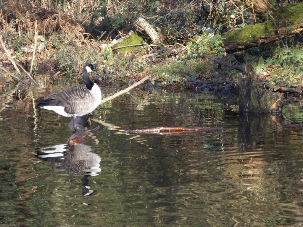 A Bird's reflection in the canal