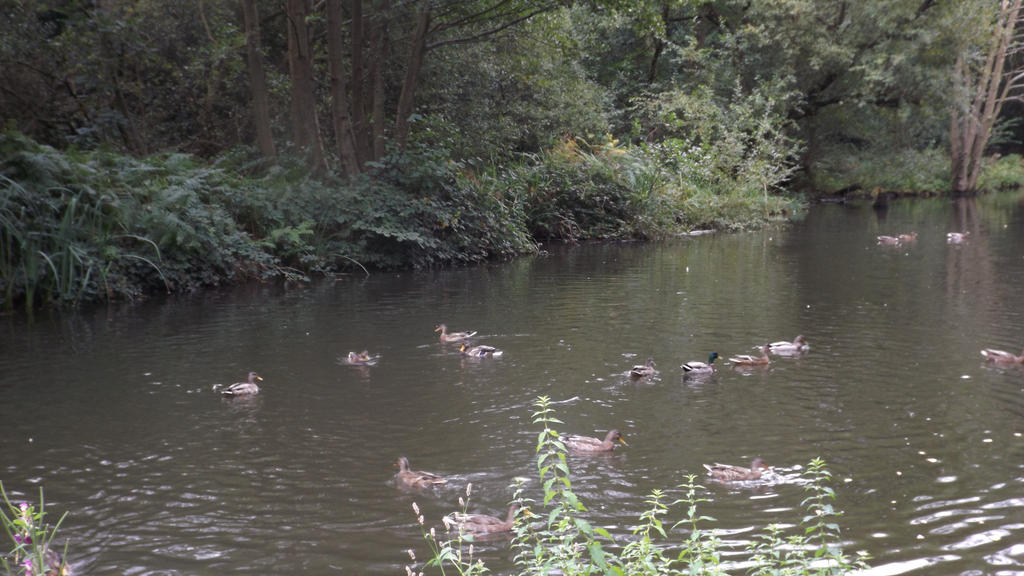 Many Mallards