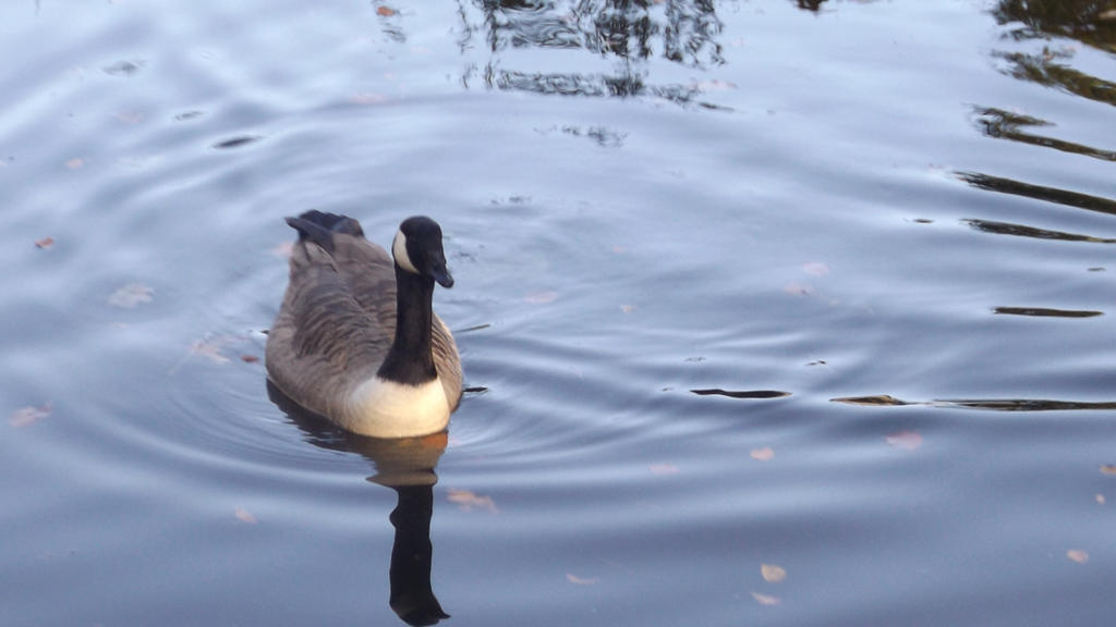 Reflection of a Goose