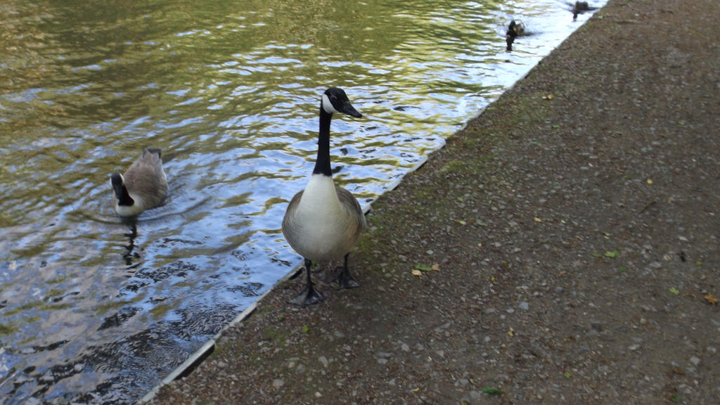 Feathered Mobster