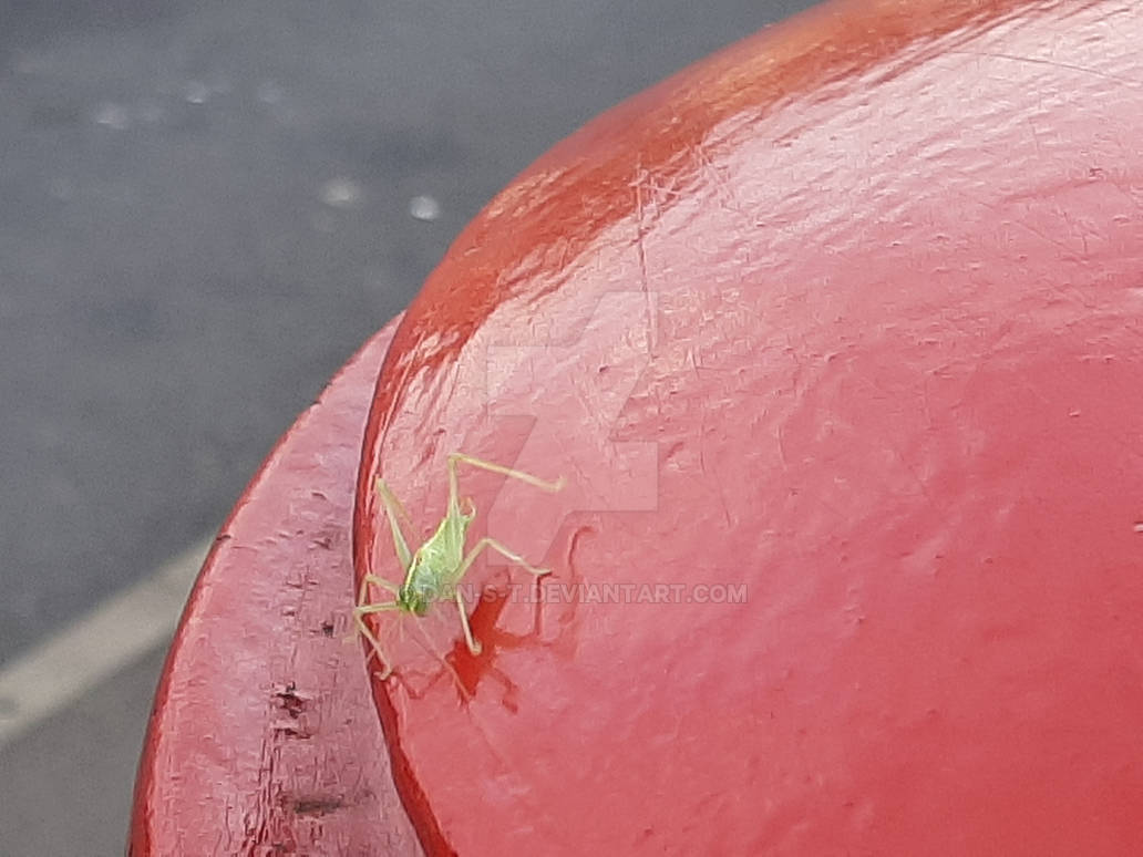 Katydid on a pillar box