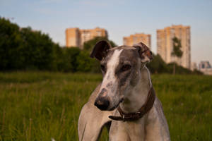 greyhound