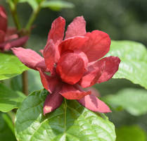 Calycanthus