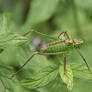 Grasshopper