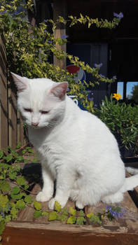 Friendly garden cat