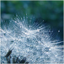 Moonlight Dandelion