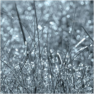 Silver Steel Grass