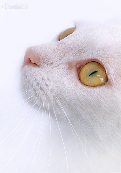 Pure Angel by DemonMathiel