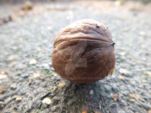 Lonely Walnut