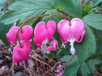 Bleeding Hearts