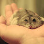 Hamster01