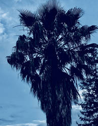 Palm Tree