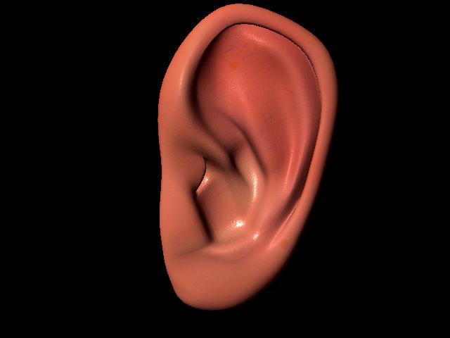 Ear Model