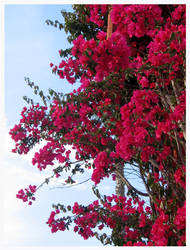 bougainvillea