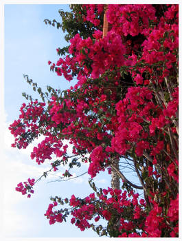 bougainvillea