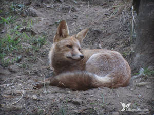 Red fox (Vulpes vulpes)