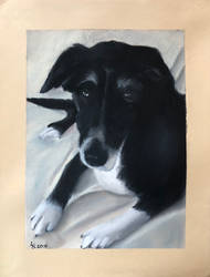 Dog (Chalk Pastel, Commissioned Portrait)