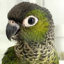 Conure Portrait