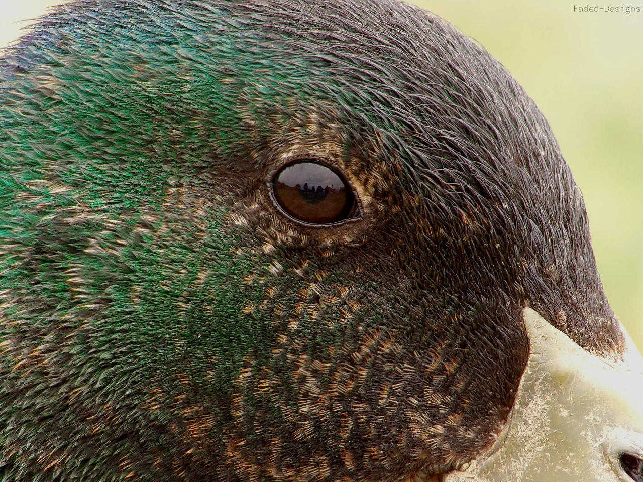 The eye of a Mallard by Faded-Designs on DeviantArt
