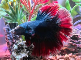 Showing off his colors