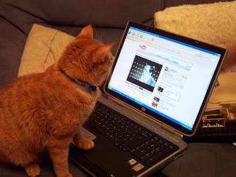 Cats like youtube too