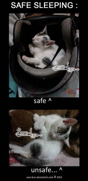 safe sleeping -kitty