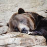 Sad Bear I