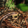 Skink