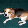 Our beagle Bara