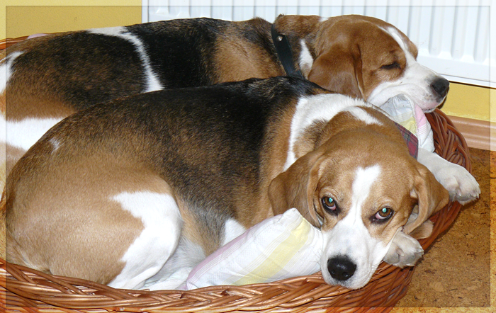 Nest of beagles