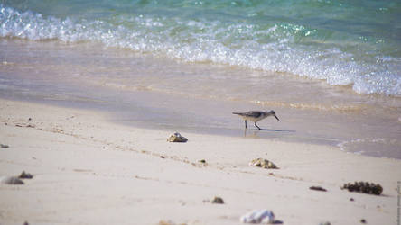 Shorebird