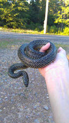 Speckled King Snake