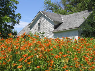 Lilies and the House