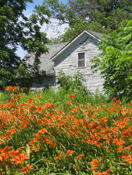 Lilies and the House 2