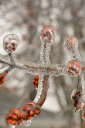 Encased in Ice