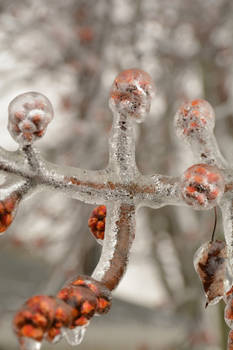 Encased in Ice