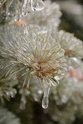 Encased in Ice Pine Needles