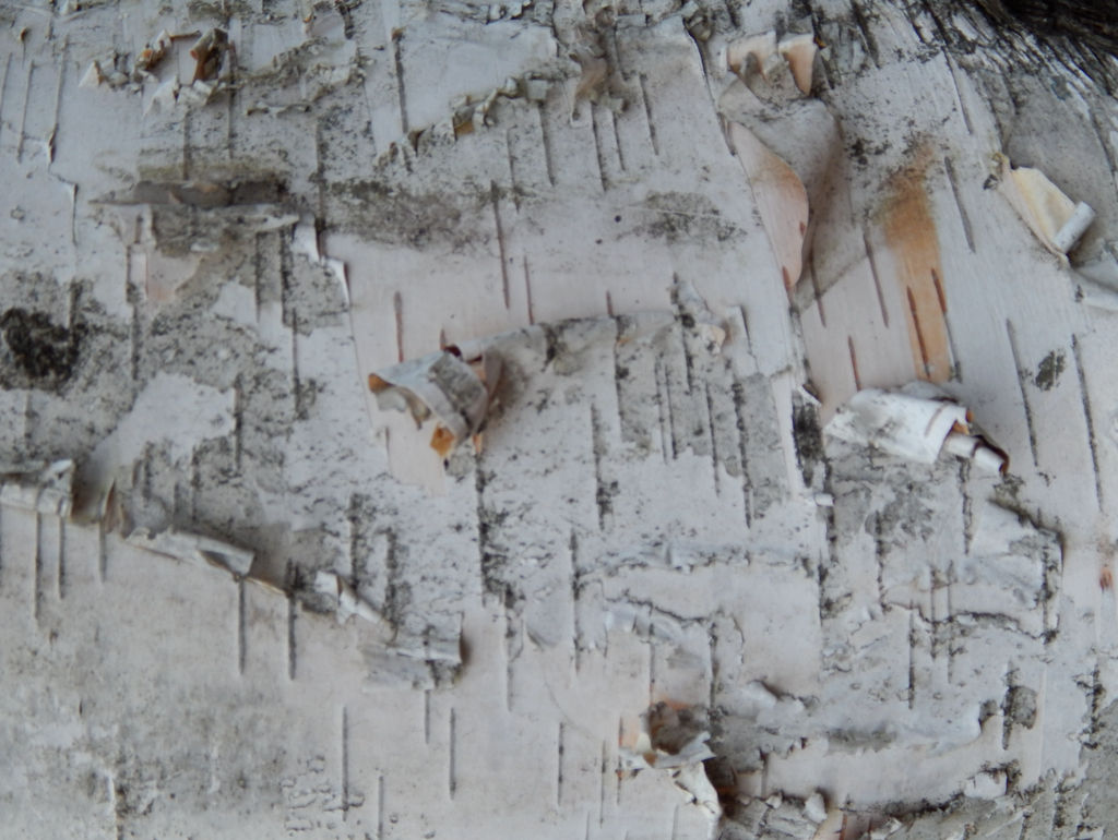 Birch Bark