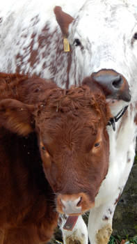 Kiss On The Ear