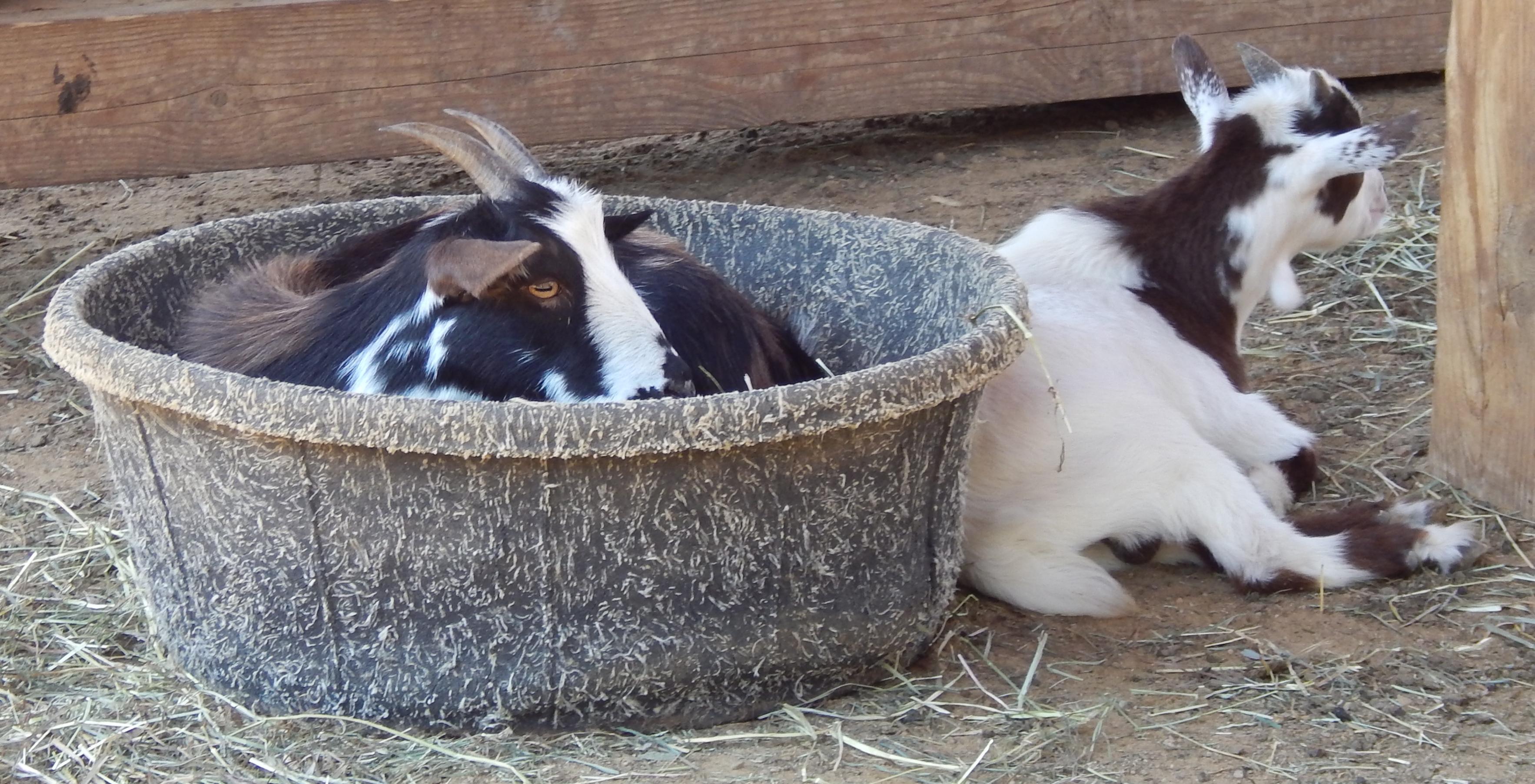 Goat in a Bin