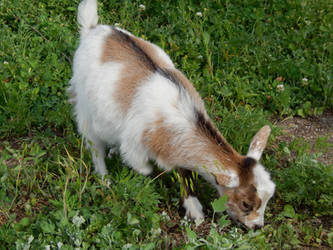 Baby Goat Grazing by DragonHaven42