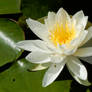 Water Lily