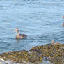 Ocean Ducks