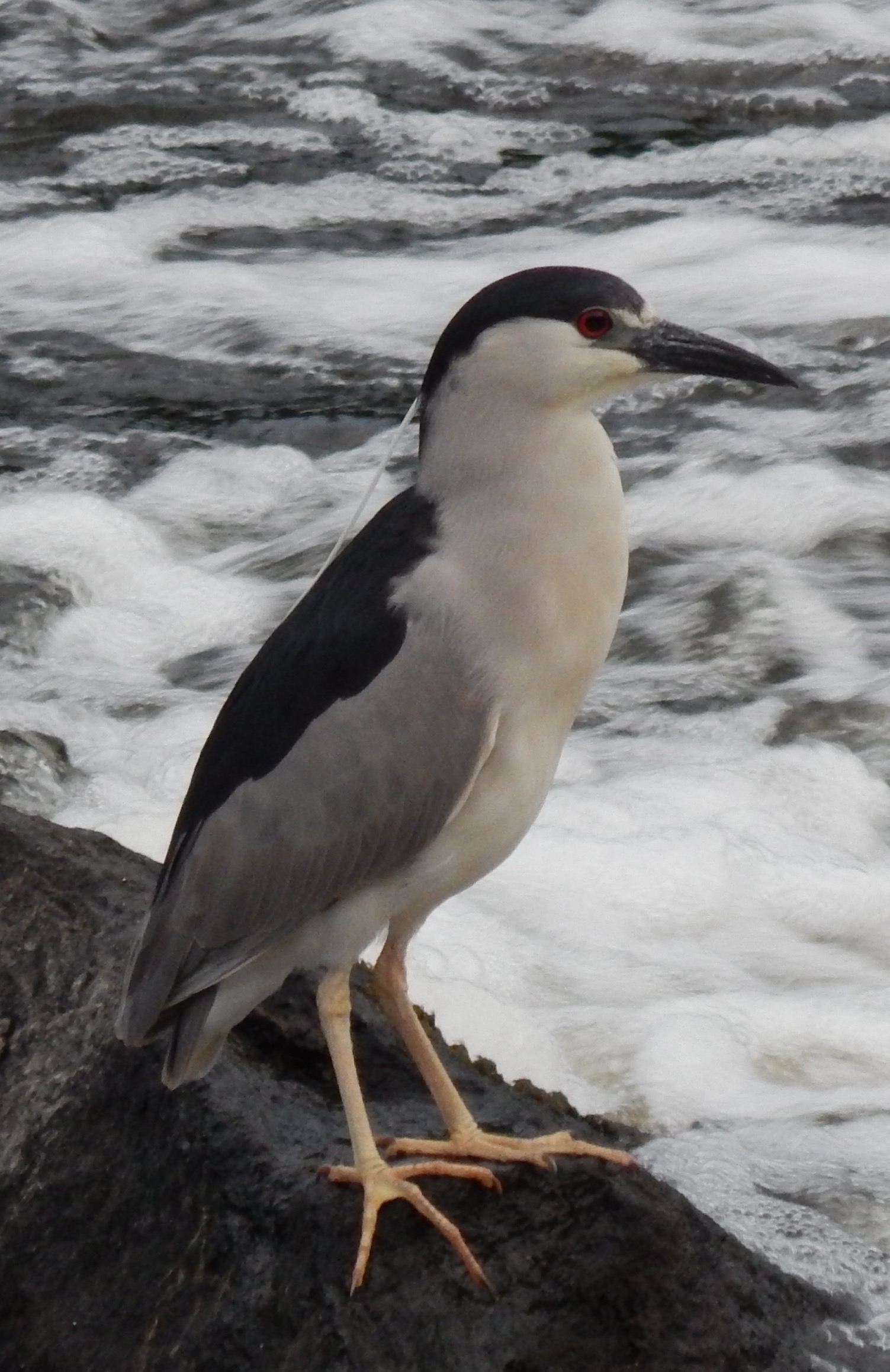 Red Eyed Bird