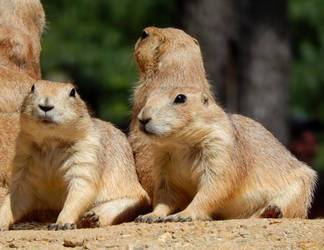 Prairie Dogs by DragonHaven42